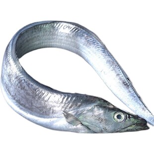 【整条特大带鱼】新鲜冷冻正整条带鱼刀鱼整箱东海小眼带鱼无冰