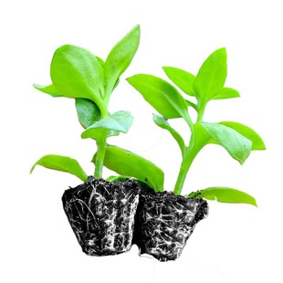 可食用田七苗秧苗种植苗中药材苗盆栽秋冬蔬菜苗养生保健菜易种