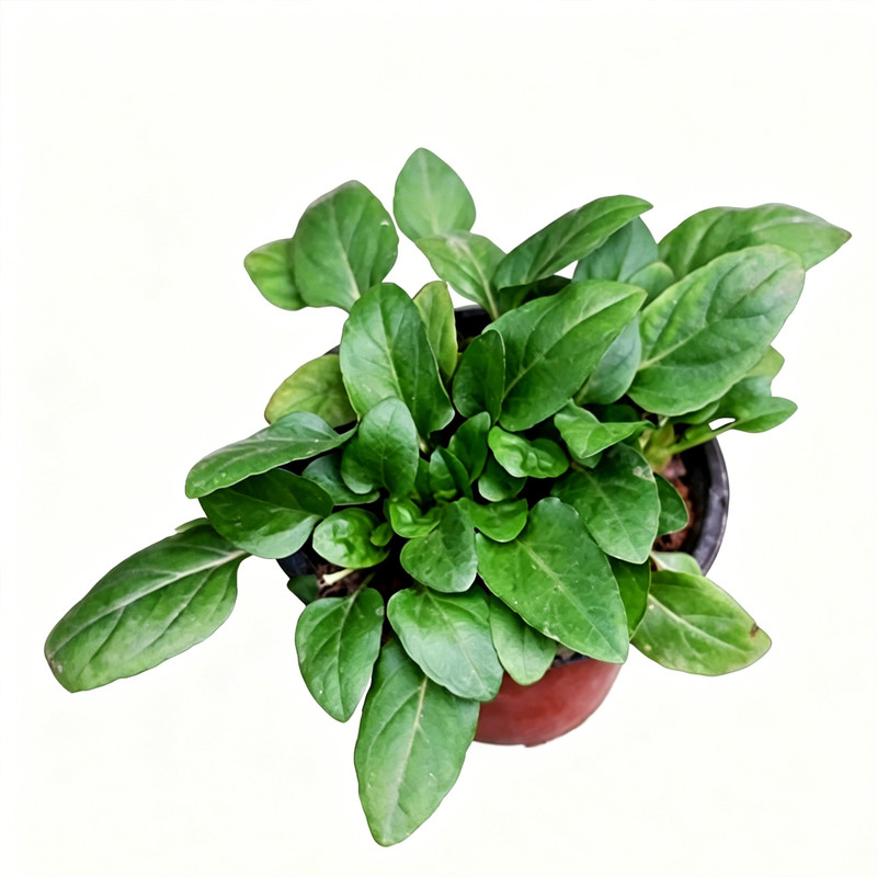 夏枯草苗药材苗山野明目药用新鲜现种挖野菊花盆栽绿植盆栽老品种