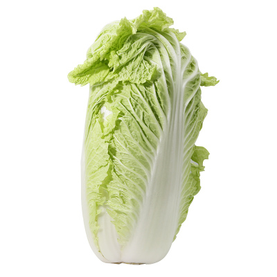 改良三号青岛秋季山东胶州大白菜