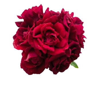 虹越可食用玫瑰花盆栽苗云南滇红墨红法国千叶紫枝玫瑰大朵可泡茶