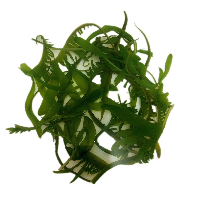 大连特产级裙带菜嫩芽海白菜盐渍海带