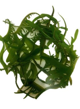 大连特产级裙带菜嫩芽海白菜盐渍半干海藻木耳眉芽睫毛菜500g包邮
