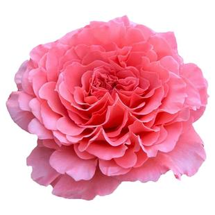 劳伦卡布罗尔月季四季浓香红色灌木大花阳台盆栽庭院地栽切花玫瑰