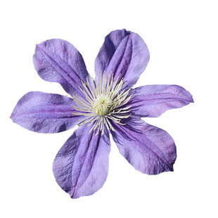 阿拉贝拉星之河流闪烁有香味P9小苗全缘铁线莲开花机器耐热耐寒