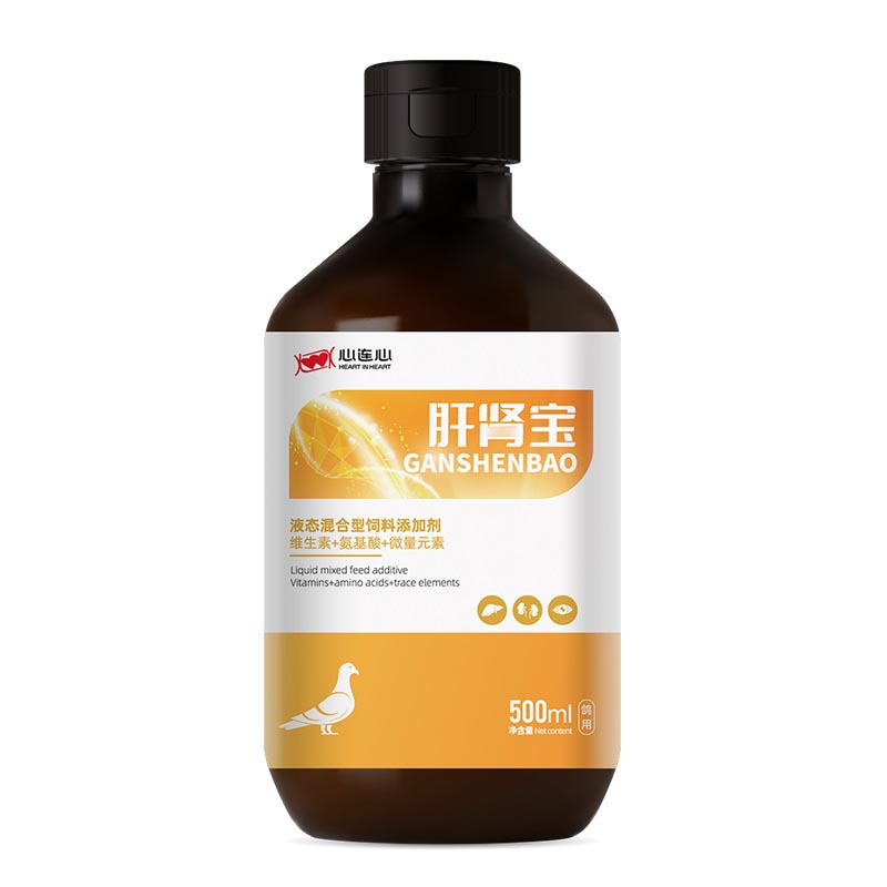 鸽子活体种青年观赏鸽子
