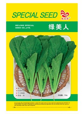 绿美人小白菜籽四季种子