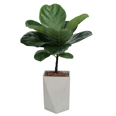 琴叶榕客厅好养活北欧四季植物