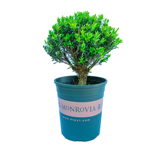 黄杨盆景中式树苗老桩室外室内阳台盆栽植物造型绿植名贵小叶雀舌