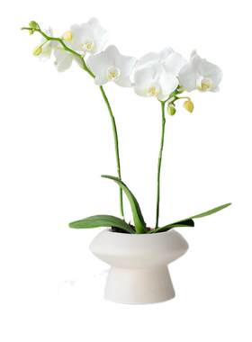 白色蝴蝶兰春节年宵花室内花卉绿植物桌面开花北欧风盆栽耐寒好养