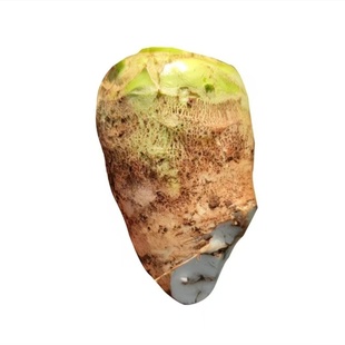 新鲜大头菜四川老品种现挖生芥菜疙瘩菜下饭蔬菜咸菜榨菜时令蔬菜