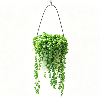 竹编壁挂花篮吊兰佛珠盆栽种好