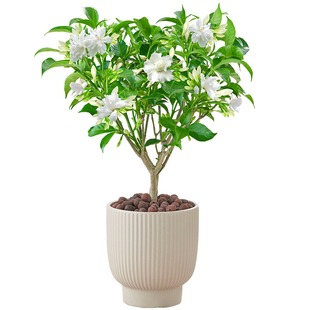 水晶茉莉盆栽丁香花带花苞老桩树苗花卉植物室内外阳台绿植狗牙花