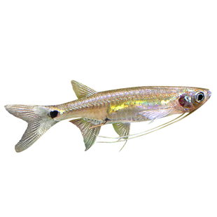 龙须灯鱼除油膜长须丹鱼凤眼灯小龙鱼上层小型灯科草缸工具鱼活体