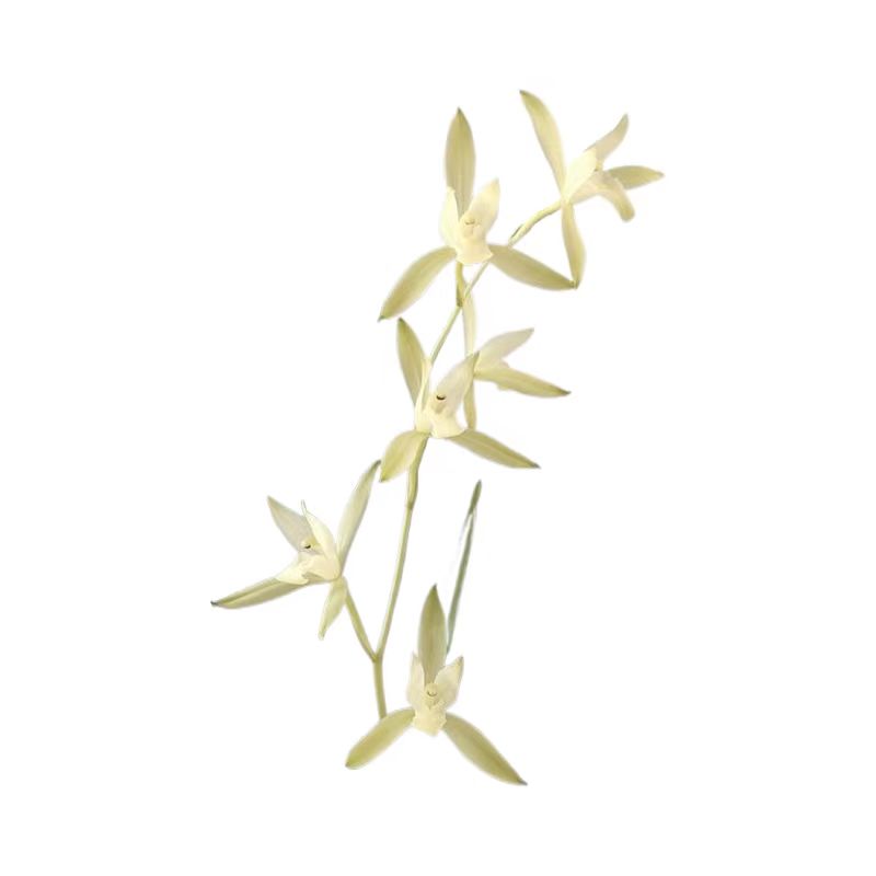 兰花正宗原生种三明鱼魫枕素矮种兰花名贵浓香花苞办公室内绿植盆