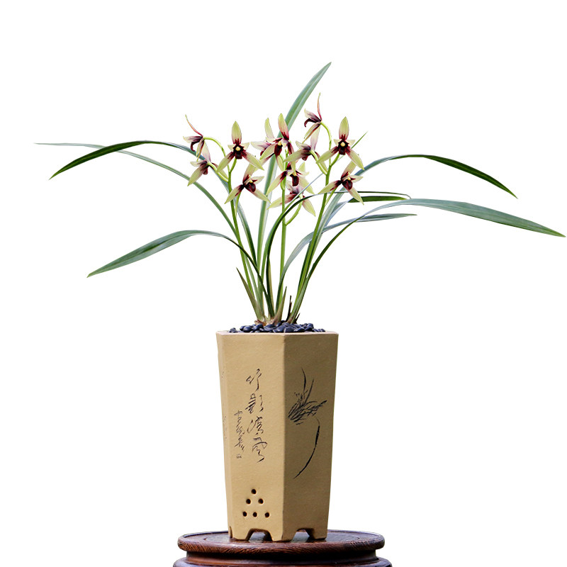 翁源兰花苗老种四季建兰赤诚峨眉晨光小国魂带花浓香正品好养盆栽