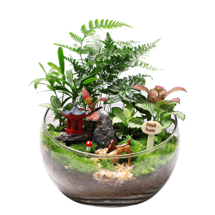 18切儿童种植小盆栽diy鲜活植物苔藓微景观材料包生态瓶创意套装