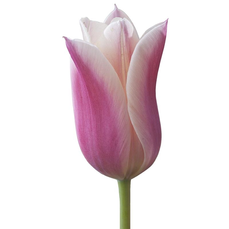 进口香奈儿郁金香种球自然球5度球有香味花种花园盆地栽虹越预售