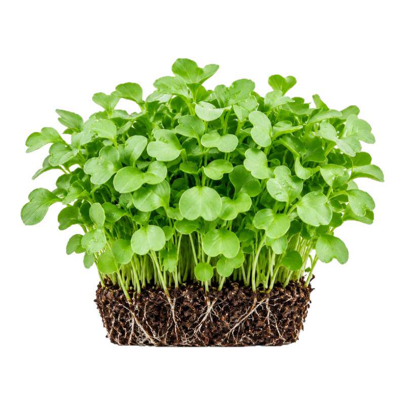 鸡毛菜菜籽种四季上海鸡毛菜种子20天速生小白菜阳台盆栽青菜种孑