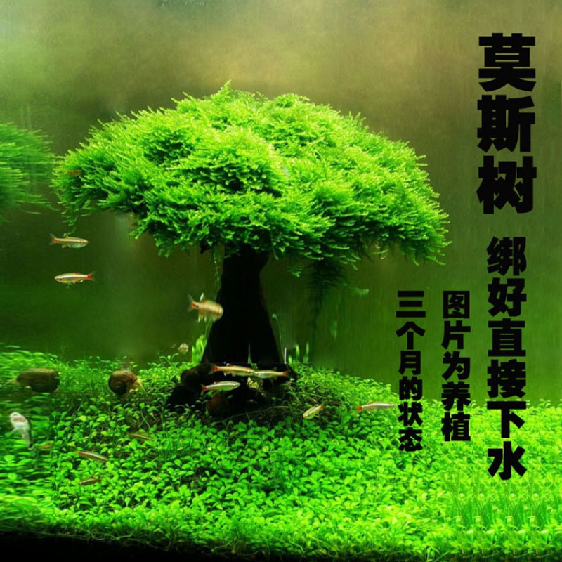 莫斯树 鱼缸莫斯树 鱼缸造景水草树 绑好水草 粘好石头直接沉水