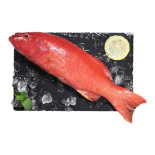 鲜活速冻深海东星斑300-400g/条石斑鱼海鲜水产冰鲜海鱼野生红斑