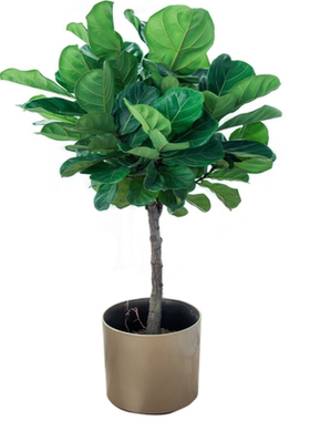 网红绿植北欧客厅阳台植物琴叶榕