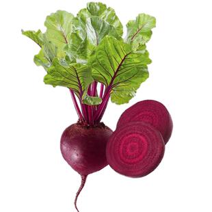 云南有机甜菜根现挖新鲜蔬菜红甜菜头榨汁生吃凉拌即食无农药火焰