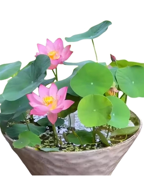 水培碗莲种籽四季花卉