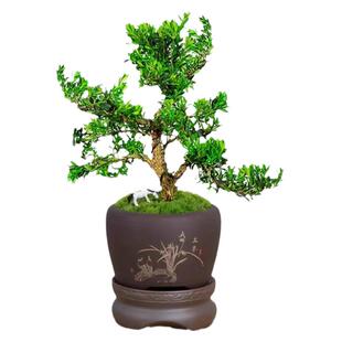 黄杨盆景小叶皱皮雀舌树苗盆栽米叶珍珠正宗黄杨老桩小盆景素材