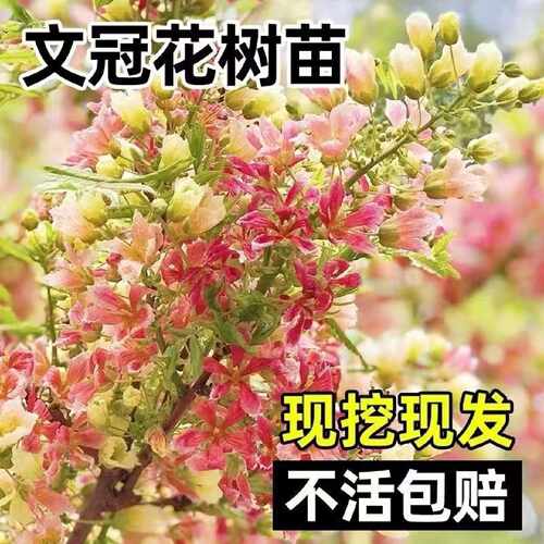 文冠花树苗状元花浓香一树多花新品四季庭院盆栽室内阳台耐寒包活