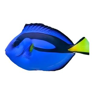 蓝吊鱼蓝吊海水鱼海鱼观赏鱼小丑鱼七彩大帆黄狐狸粉蓝吊类合集