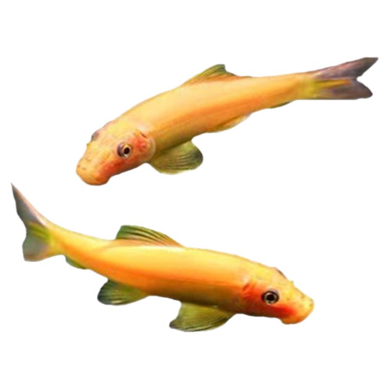 除藻鱼青苔鼠吸鳅老鼠鱼飞狐短帆鱼缸清道夫吃绿藻垃圾清洁鱼好养