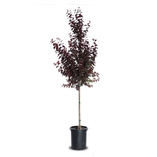 紫叶李树苗工程耐寒紫叶李树红叶李子树苗木园林庭院绿化紫叶桃树