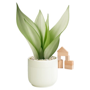 白玉虎皮兰盆栽办公室绿植室内摆件植物净化空气高颜值四季好养活