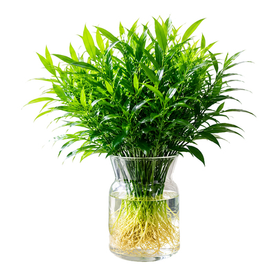 四季好养绿植水培竹柏驱蚊植物室内盆栽竹子水养老桩桌面客厅玄关