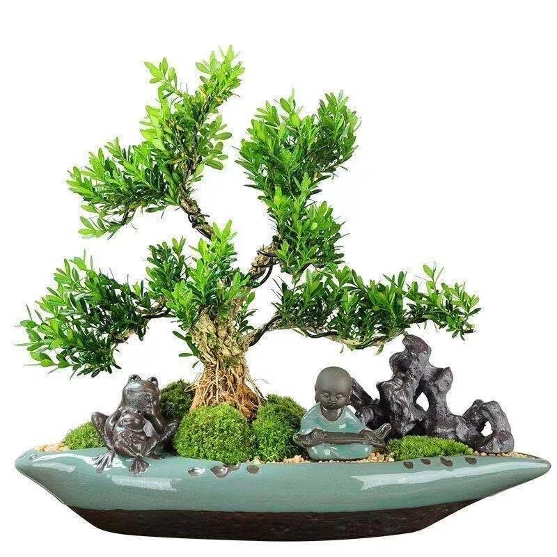 【买一送一】广东皱皮雀舌黄杨树苗带土带叶高档造型名贵盆景树苗