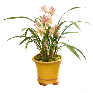 兰花苗建兰奇花红婵仙子名贵盆栽植物浓香型兰草国兰室内客厅阳台