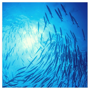 菲律宾薄荷岛鲸鲨曼舞+沙丁鱼风暴+陆地游巧克力山眼镜猴一日游