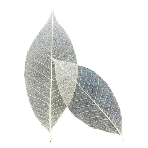 真树叶标本橡胶叶脉diy干花书签儿童手工灯饰永生花美术拓印材料