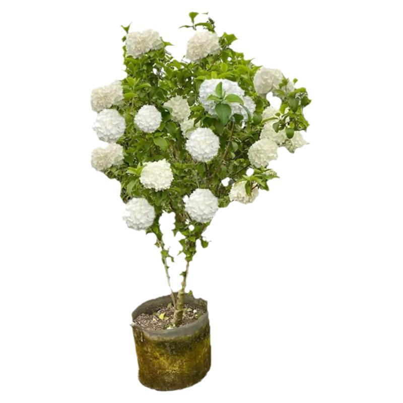 中华木绣球大花斗球树苗基地直销