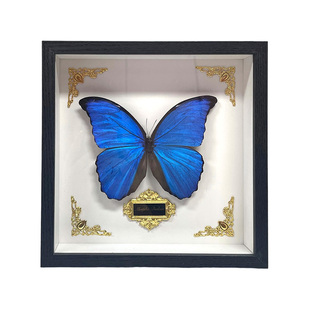 蓝色大蓝闪蝶蝴蝶标本相框装饰画罕见摆件生日礼物礼品材料未展翅