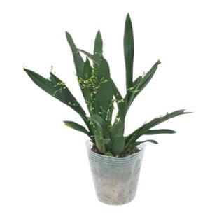 海蒂的花园旗舰店梦香文心兰带花苞盆栽香水兰花苗绿植阳台年宵花