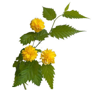 爬藤多花植物重瓣棣棠花苗盆栽阳台四季花卉绿植耐寒冬黄花迎春花