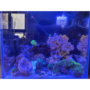 皮革珊瑚手指皮革长须花环非日皮虎耳绿木耳珊瑚金针菇海水活体