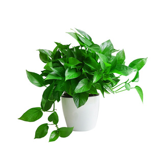 金叶子小绿萝盆栽除甲醛办公室内绿植物新房净化空气花卉长藤吊兰