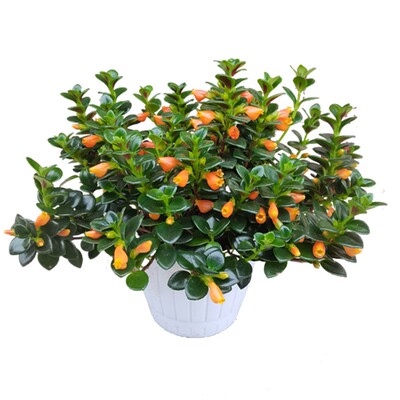 四季开花金鱼花吊兰盆栽室内绿植花卉多肉植物绿萝发财树好养吸甲