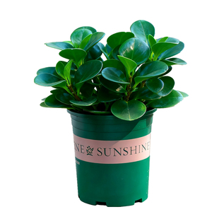 豆瓣绿碧玉盆栽室内客厅卧室办公室桌面好养植物净化空气观叶绿植