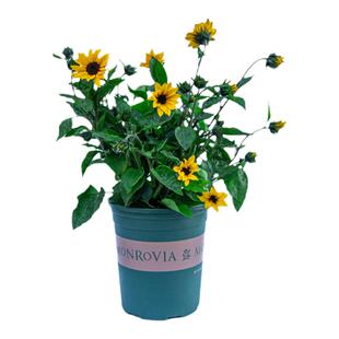 光辉岁月向日葵盆栽带花苞室内阳台开花植物太阳花苗室外花卉绿植