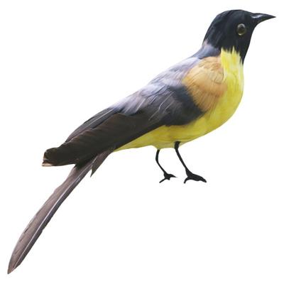 仿真羽毛摆件蓝冠噪鹊模型