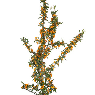 花气 | 火棘果火把果橙色系果实插花时令花材家居桌面装饰空运